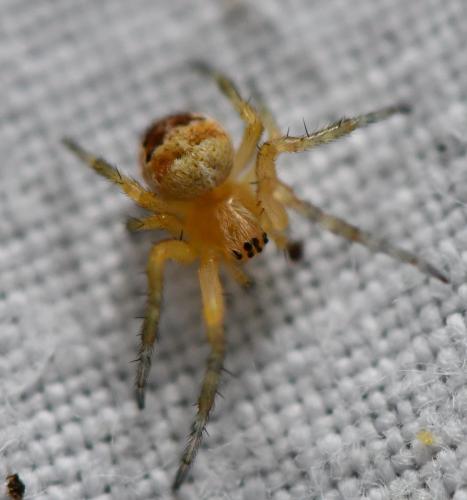 Araneus diadematus